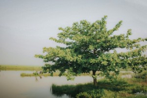 Cây bàng gai: Ý nghĩa, hình ảnh, trồng và chăm sóc tại nhà