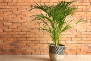 Cây Cau Vàng: Ý nghĩa, hình ảnh, trồng & chăm sóc