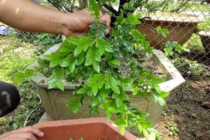 Cây Tùng Đen: Ý nghĩa, hình ảnh, trồng và chăm sóc