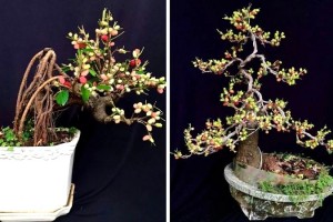 20 Cây Bonsai Đẹp Nhất Việt Nam, Mang May Mắn & Phong Thủy