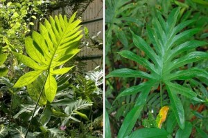 7 Loại Cây Thuốc Nam Quý Chữa Bệnh Ở Việt Nam