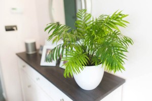Cây phong thủy hợp tuổi Tý: Bí quyết chọn cây theo mệnh
