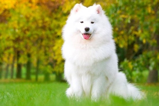 Chó Samoyed: Xuất xứ, đặc điểm, nuôi dưỡng, giá bán