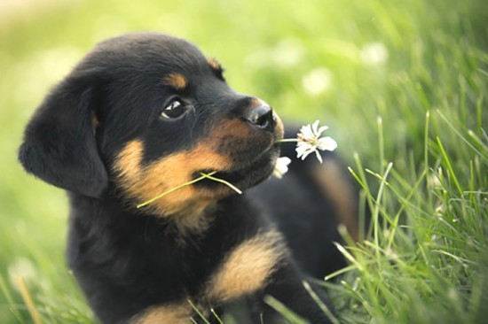 Huấn luyện Rottweiler: Hướng dẫn chi tiết tại nhà