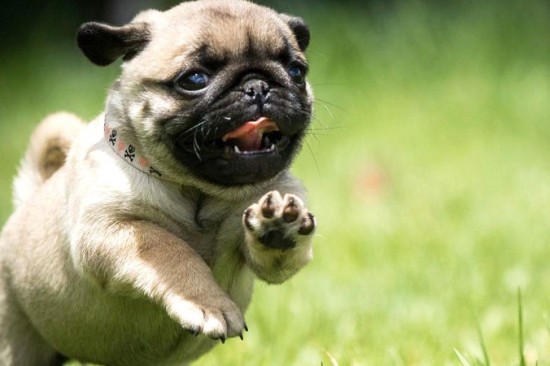 Nuôi chó mặt xệ (Pug) cho người mới bắt đầu