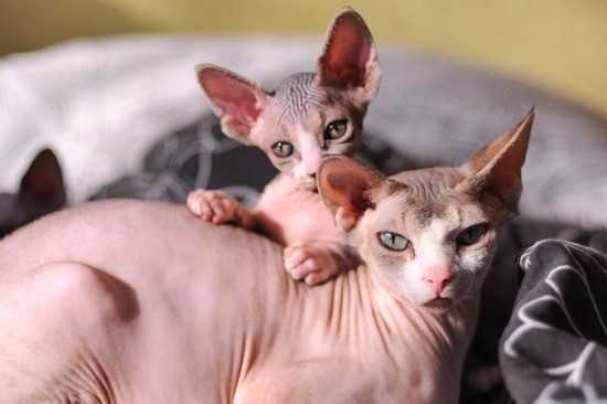 Mèo Ai Cập Sphynx: Nguồn gốc, đặc điểm, cách nuôi và giá bán