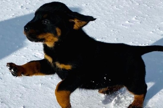 Rottweiler: Nguồn gốc, tính cách & cách nuôi