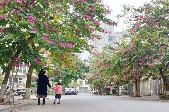 Hoa ban đỏ: Trồng quanh năm, đẹp rực rỡ, ý nghĩa sâu sắc