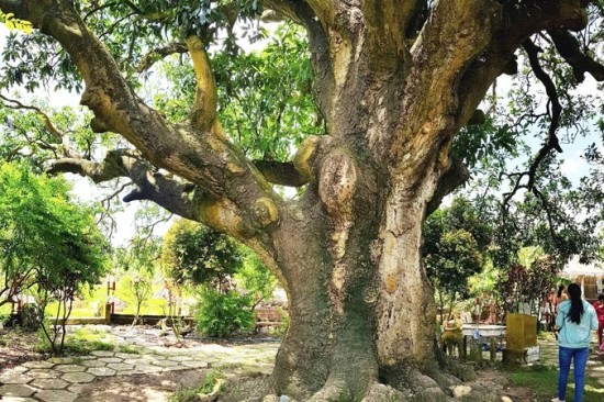 Bạc Liêu: 22 Địa Điểm Du Lịch Hấp Dẫn Cho Chuyến Đi Hoàn Hảo