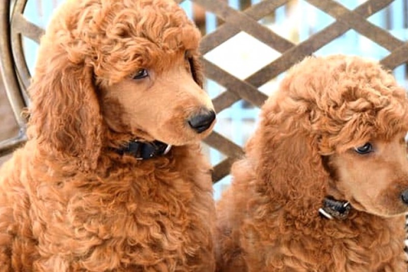 Chó Poodle: Nguồn gốc, Đặc điểm, Cách Nuôi và Giá Bán