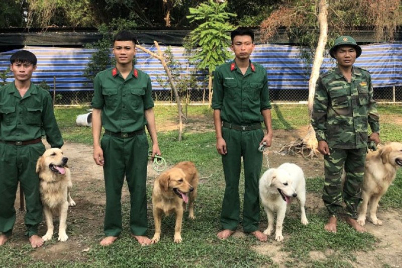 Labrador Retriever: Hướng dẫn chi tiết về giống chó này