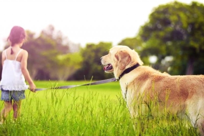 Chó Golden Retriever: Nguồn gốc, đặc điểm, cách nuôi và giá