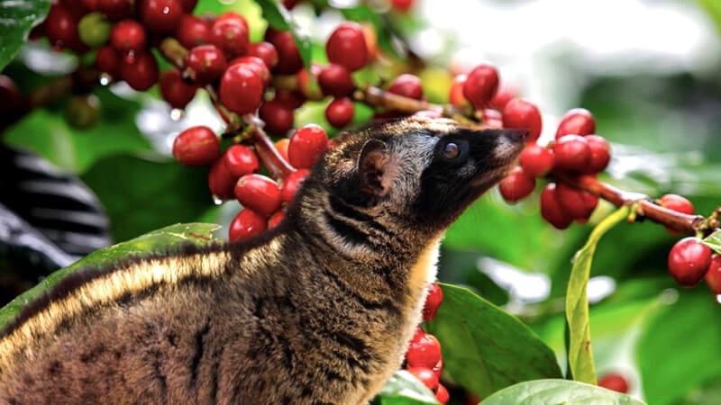 Cà phê chồn: Kopi Luwak