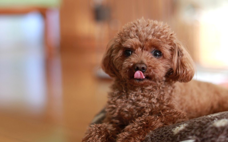 giống chó Poodle