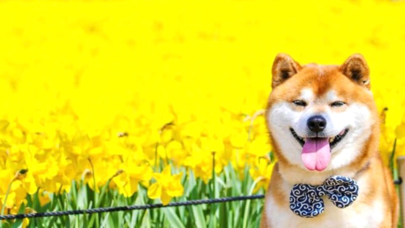 Nguồn gốc của chó Shiba