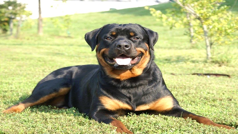 Huấn luyện Rottweiler tại nhà đơn giản