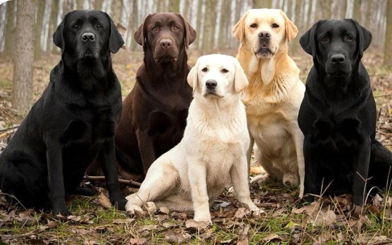 Labrador Retriever có nguồn gốc từ Canada, được lai tạo từ Greater Newfoundland.