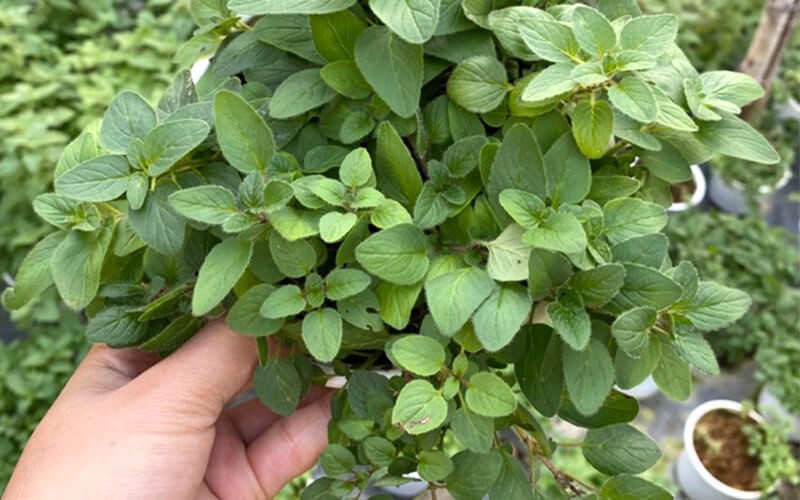 Lá oregano là gì?