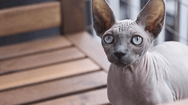 Nguồn gốc mèo Ai Cập (mèo Sphynx)