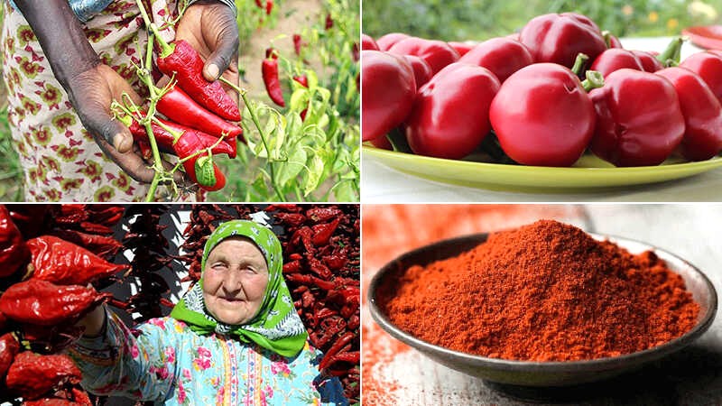 Nguồn gốc ớt bột Paprika