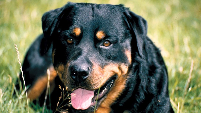 Rottweiler, giống chó Đức, nổi tiếng với ngoại hình mạnh mẽ, cao lớn.