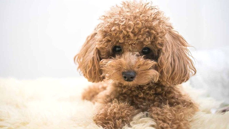 Nguồn gốc của chó Poodle