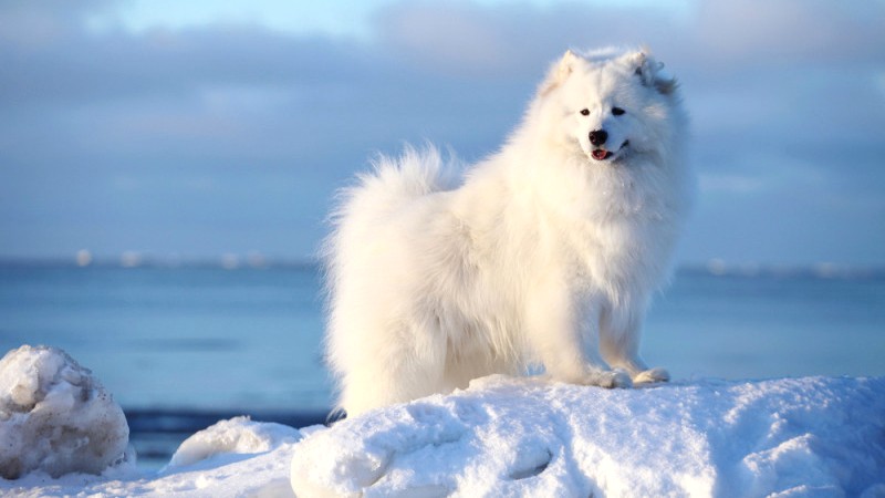 Samoyed đến từ Bắc Nga và Tây Siberia.