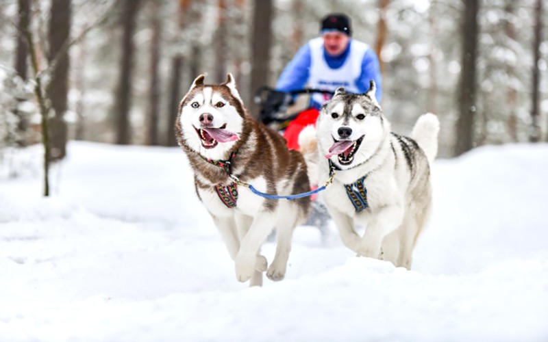 Nguồn gốc của Husky