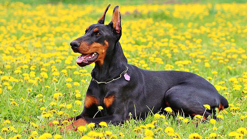 Doberman Pinscher