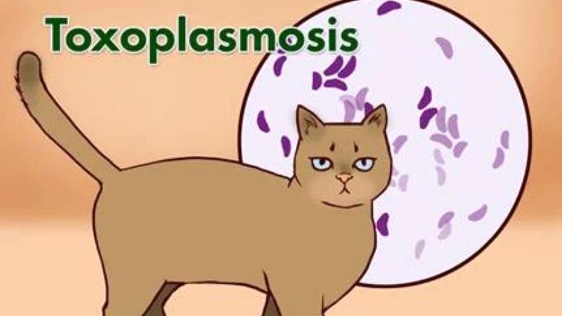 Ký sinh trùng Toxoplasma