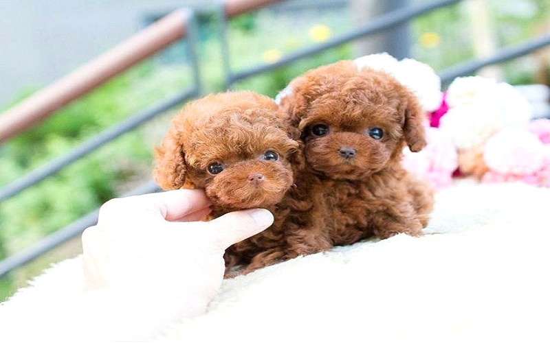 Tiny poodle và Teacup poodle