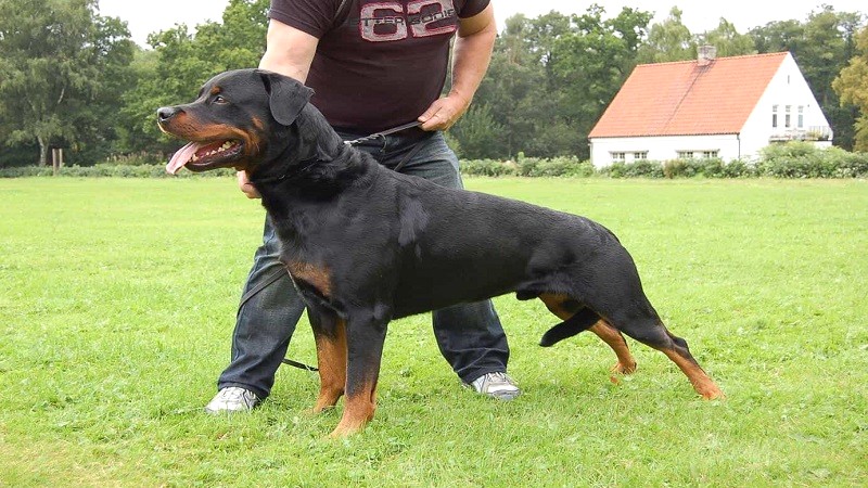 Huấn luyện chó Rottweiler bảo vệ chủ.