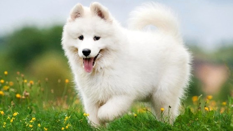 Samoyed thuần chủng Việt Nam.