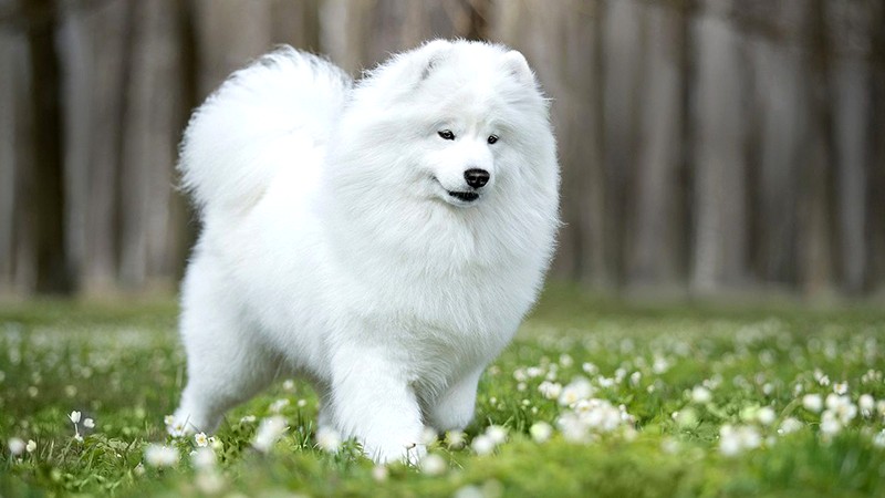 Chó Samoyed