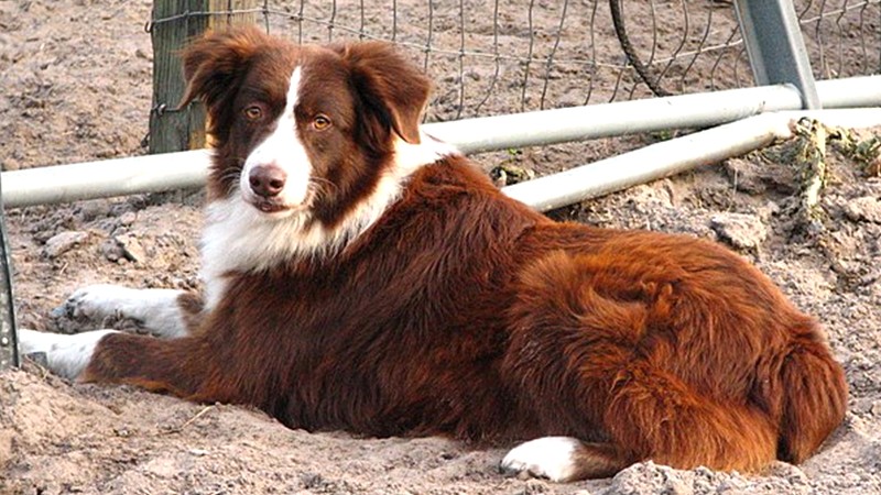 Chó chăn cừu Úc Australian Shepherd