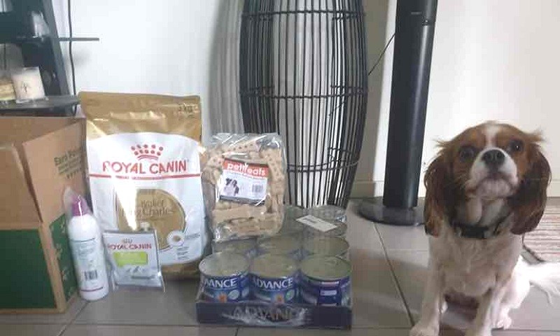 Royal Canin Cavalier King Charles