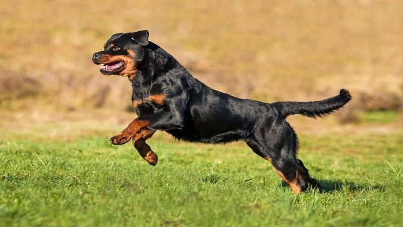 Huấn luyện chó Rottweiler tấn công theo lệnh.