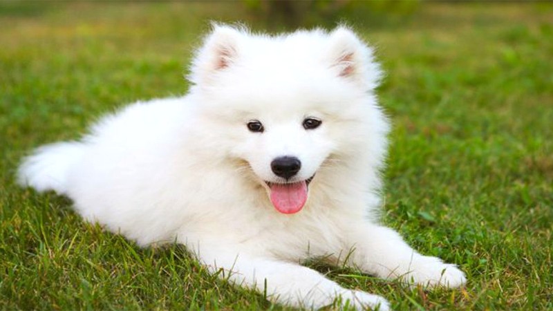 Chó Samoyed nhập từ Thái Lan