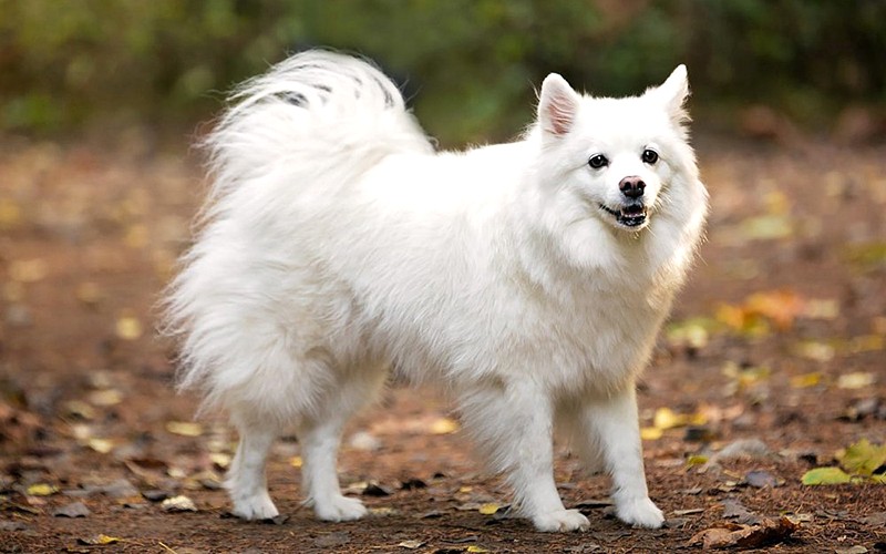 Chó American Eskimo