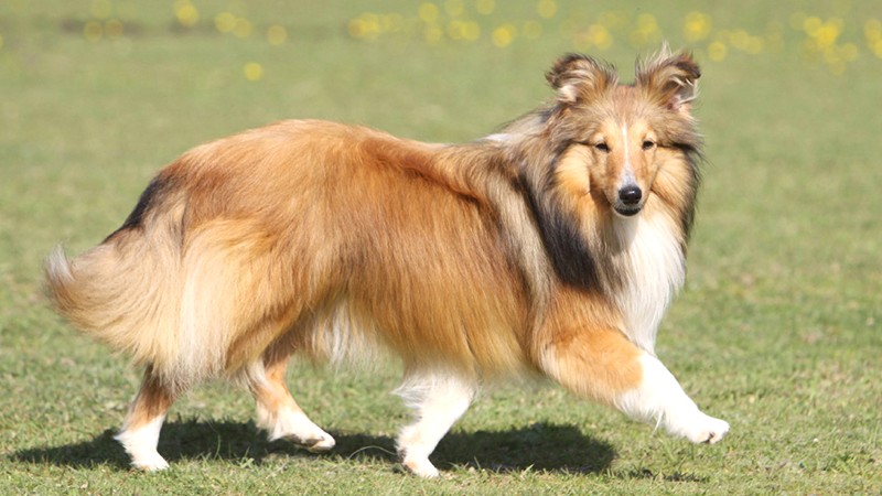 Shetland Sheepdog