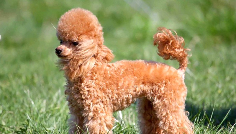 Poodle