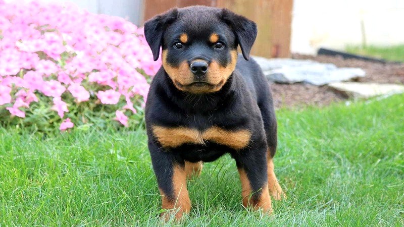 Huấn luyện Rottweiler hiền.