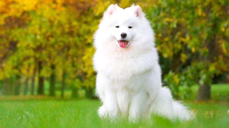 Chó Samoyed nhập từ Mỹ