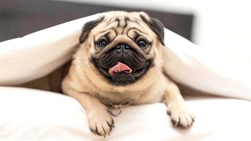 Lưu ý khi nuôi cho chó mặt xệ (Pug)