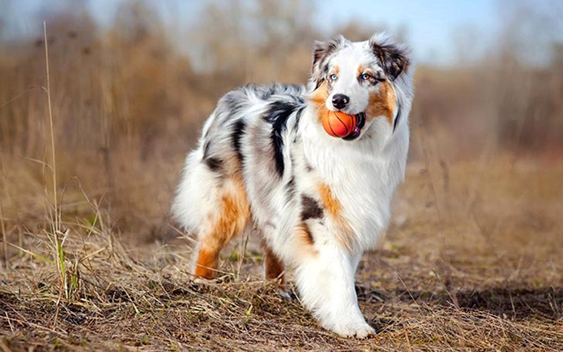 Chó Australian Shepherd