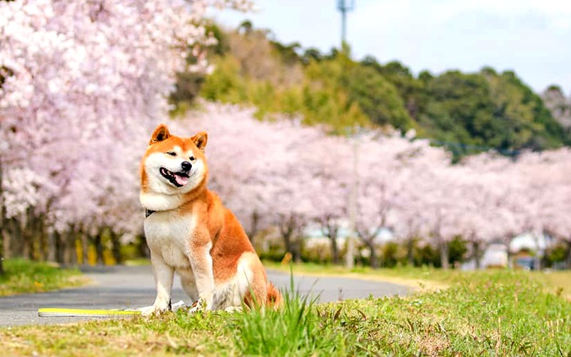 Chó Shiba Inu