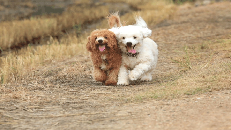 Về chăm sóc chó Poodle