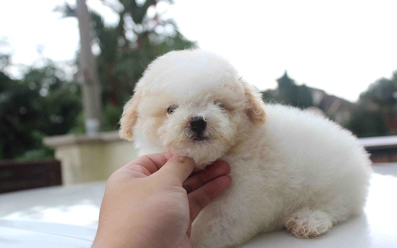 Về chăm sóc chó Poodle