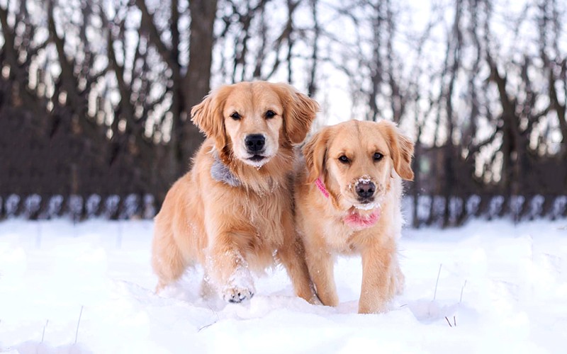 Chó Golden Retriever