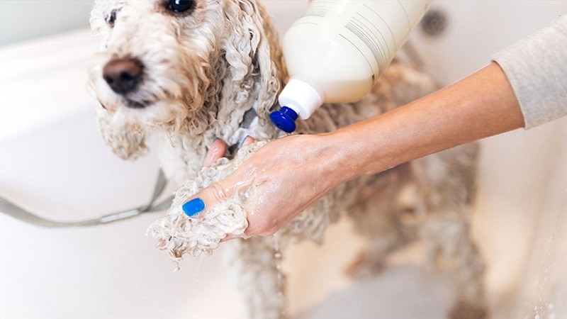 Về vệ sinh cho chó Poodle